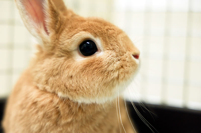 うつのみやペットクリニック 犬・猫・うさぎ・小鳥