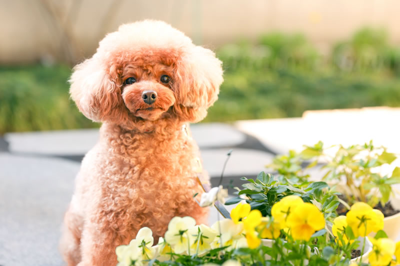 トリミングとペットホテルのご案内