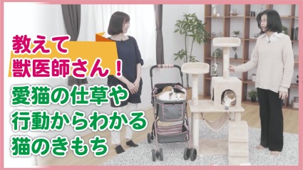 教えて獣医師さん!猫のきもち