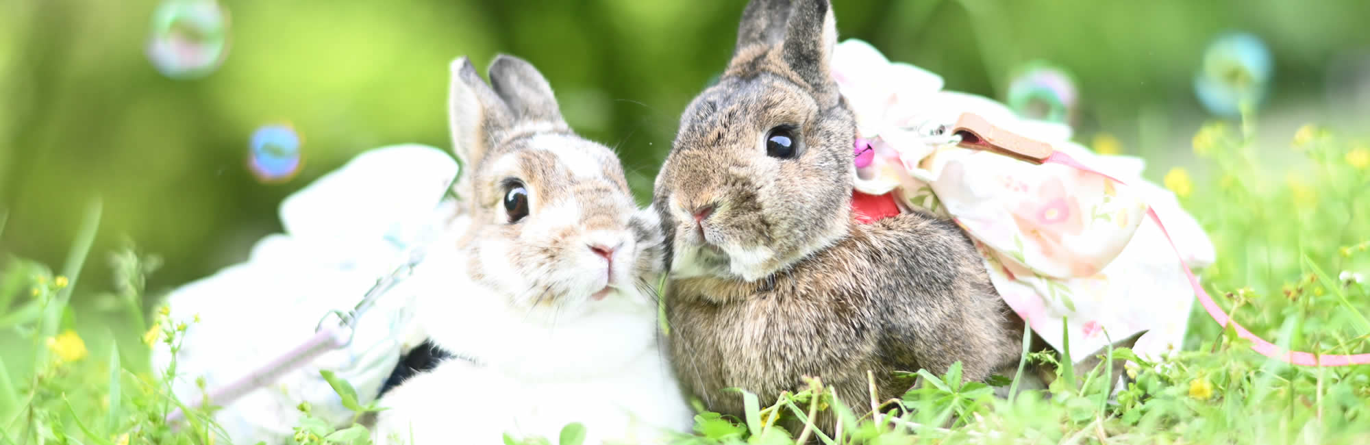 犬・猫・うさぎ・小鳥を診療